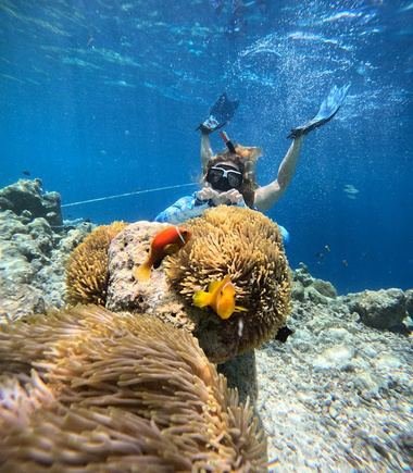 Freediver above an anemone full of clownfish