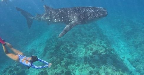 Snorkeler swimming alongside a whale shark