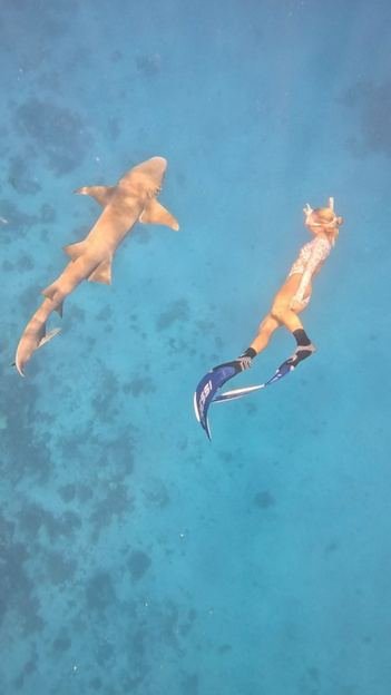 Snorkeler swimming next to a reef shark